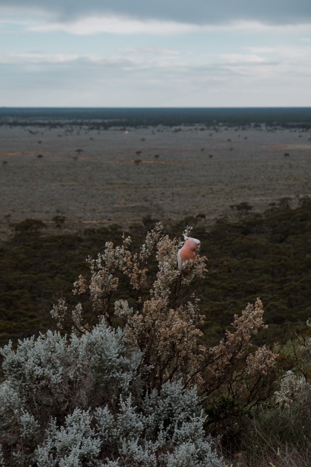 jana meerman nullarbor australia-32