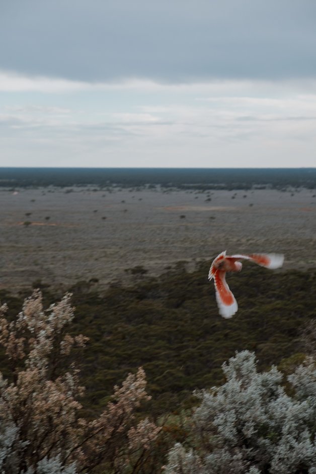 jana meerman nullarbor australia-32