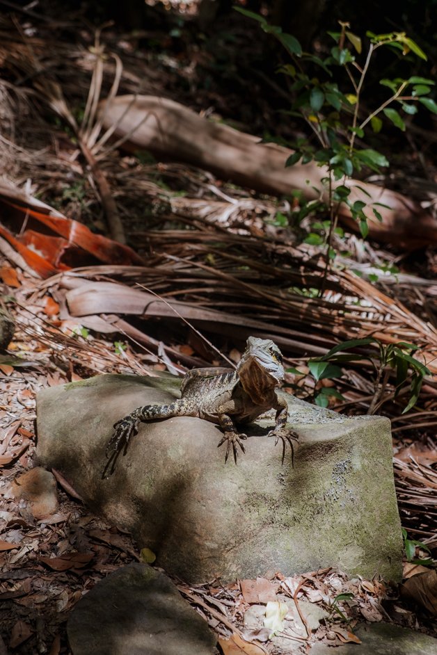 jana meerman buderim forest park sunshine coast australia-9