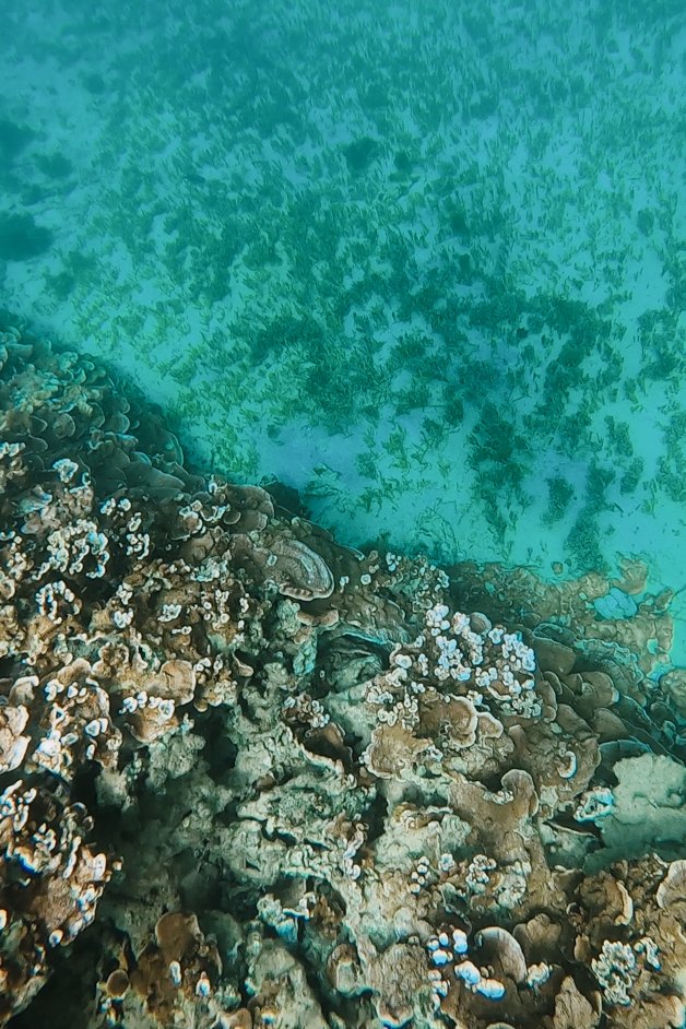 jana meerman emily bay snorkeling norfolk island australia-2