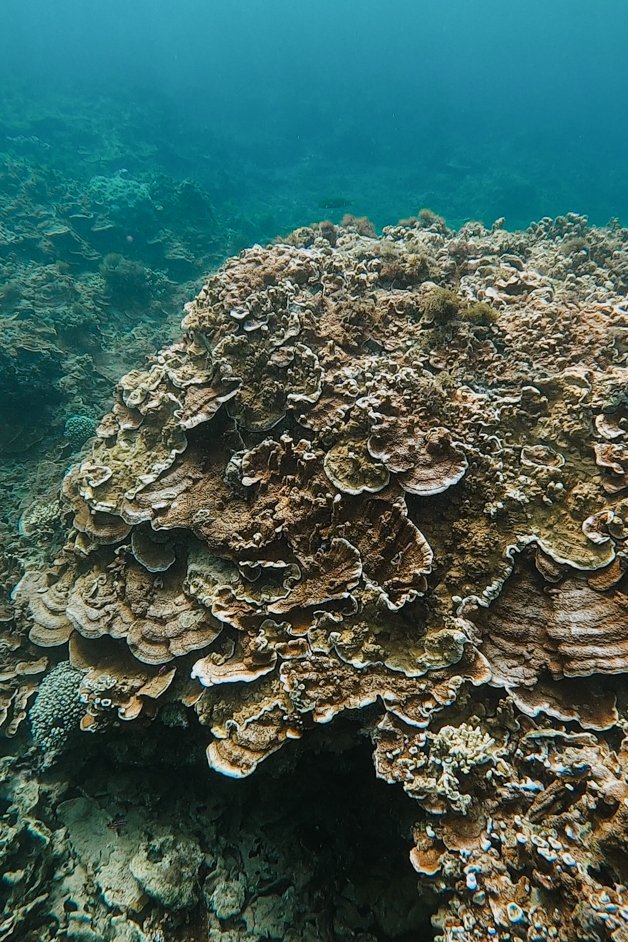 jana meerman emily bay snorkeling norfolk island australia-2