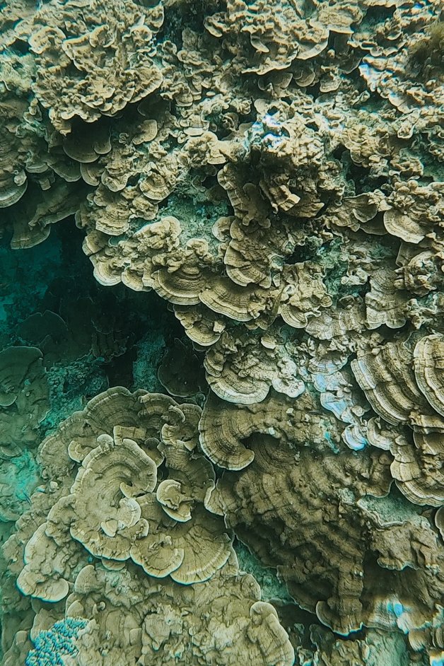 jana meerman emily bay snorkeling norfolk island australia-2