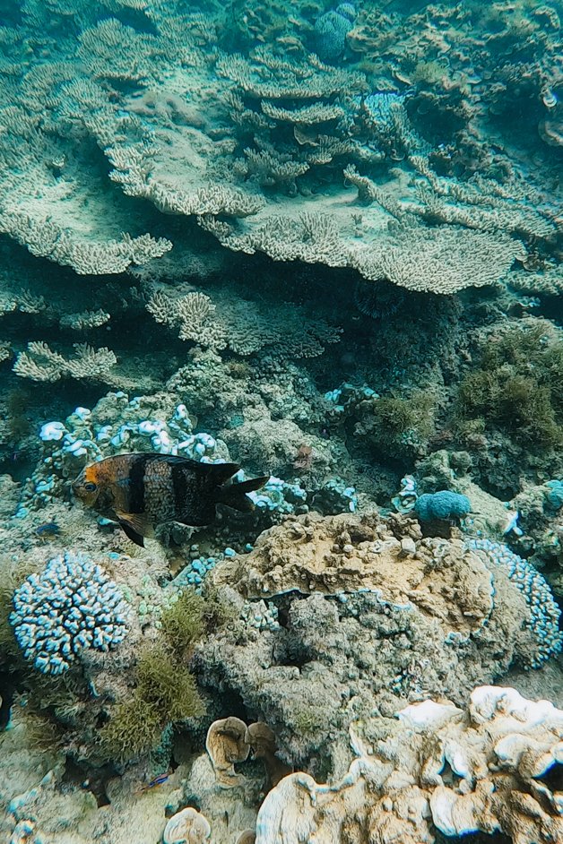 jana meerman emily bay snorkeling norfolk island australia-2