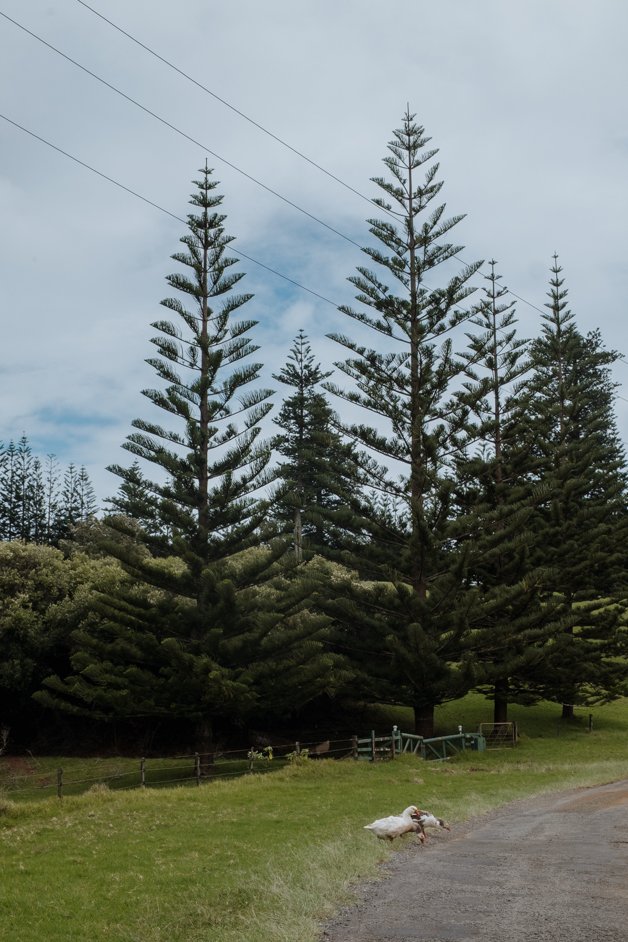 jana meerman norfolk island australia-107