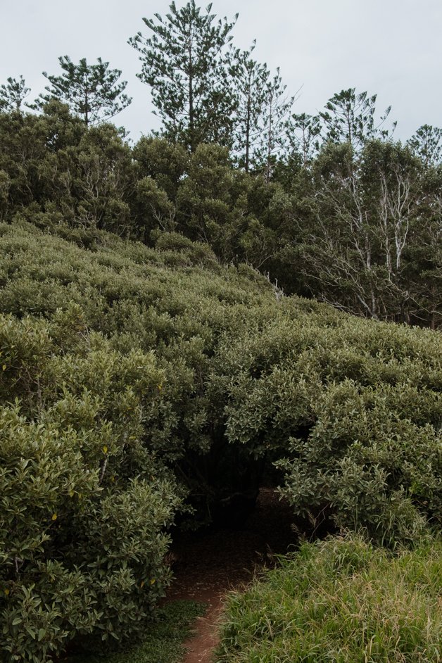 jana meerman norfolk island australia-129