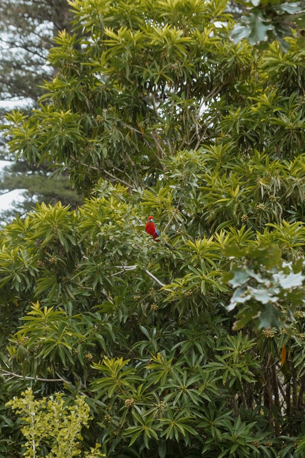 jana meerman norfolk island australia-145