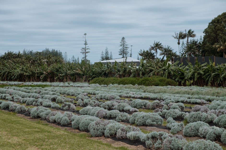 jana meerman norfolk island australia-150