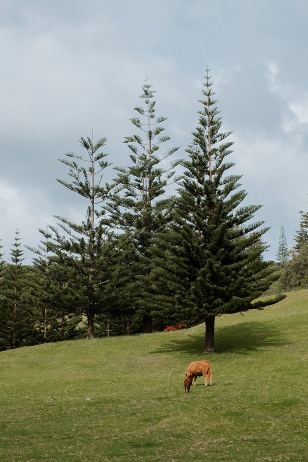 jana meerman norfolk island australia-197
