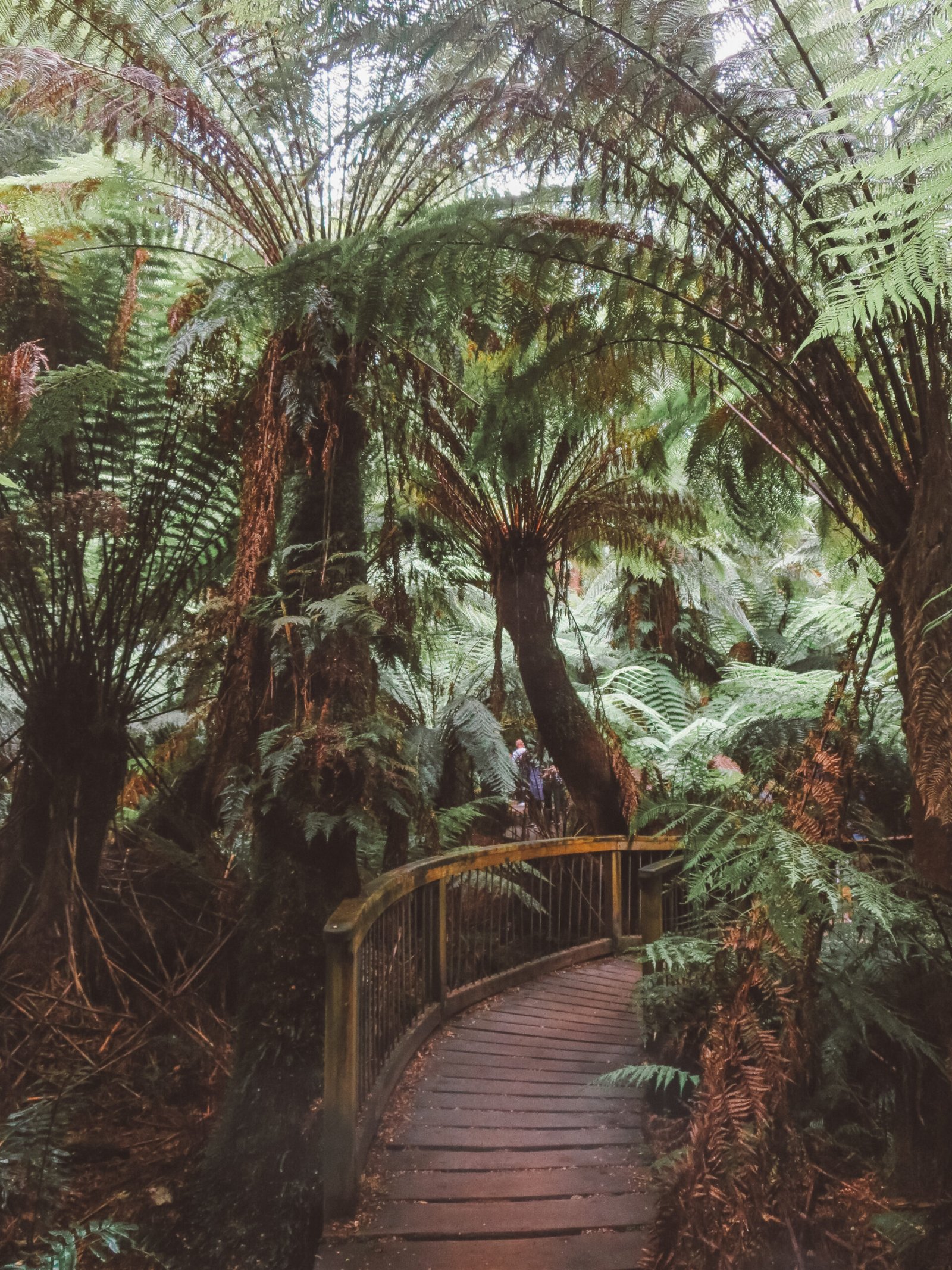 jana meerman great ocean road australia