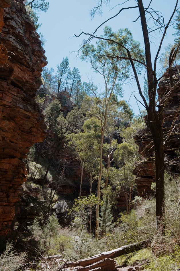 jana meerman alligator gorge mount remarkable australia-05