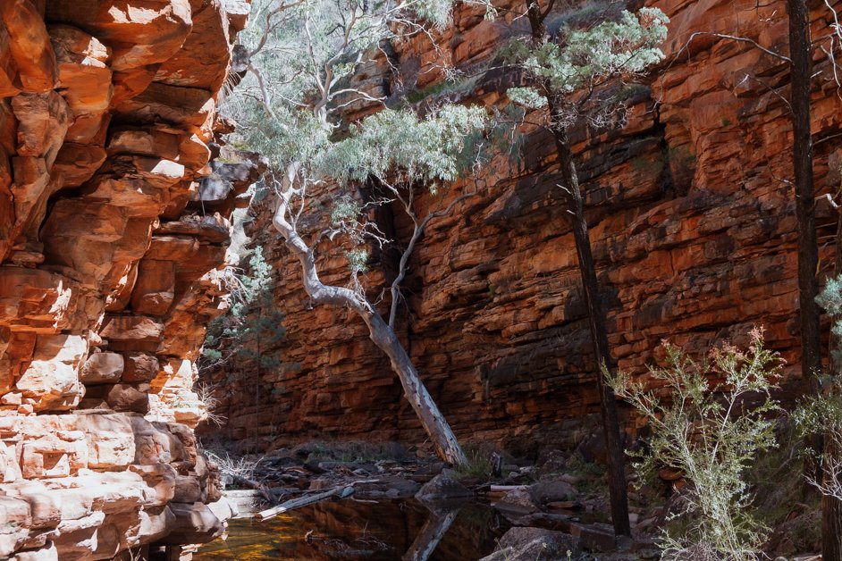 Alligator Gorge Hike in Mount Remarkable National Park, Australia