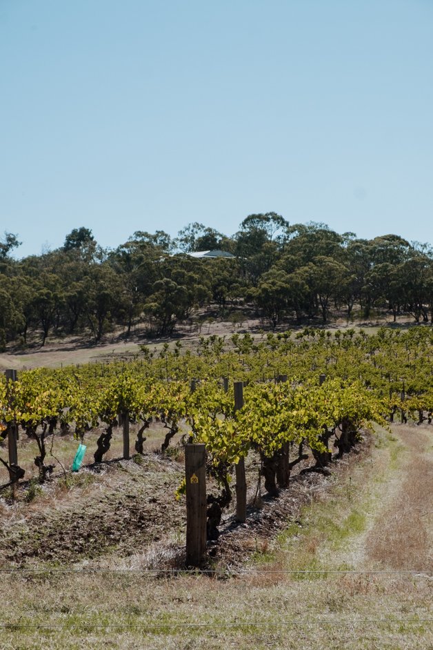 jana meerman barossa valley adelaide australia-07