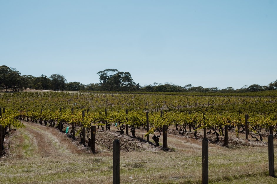 jana meerman barossa valley adelaide australia-07