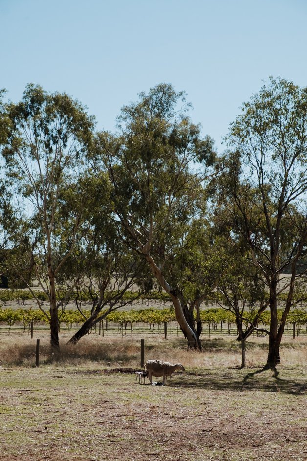 jana meerman barossa valley adelaide australia-07
