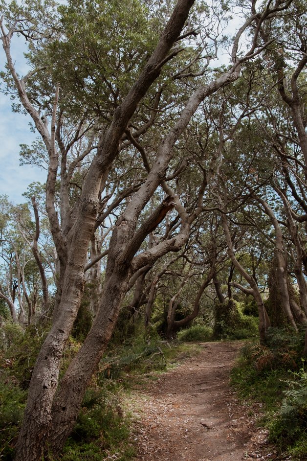 jana meerman bushrangers bay mornington peninsula australia-1