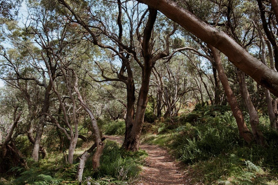 jana meerman bushrangers bay mornington peninsula australia-1