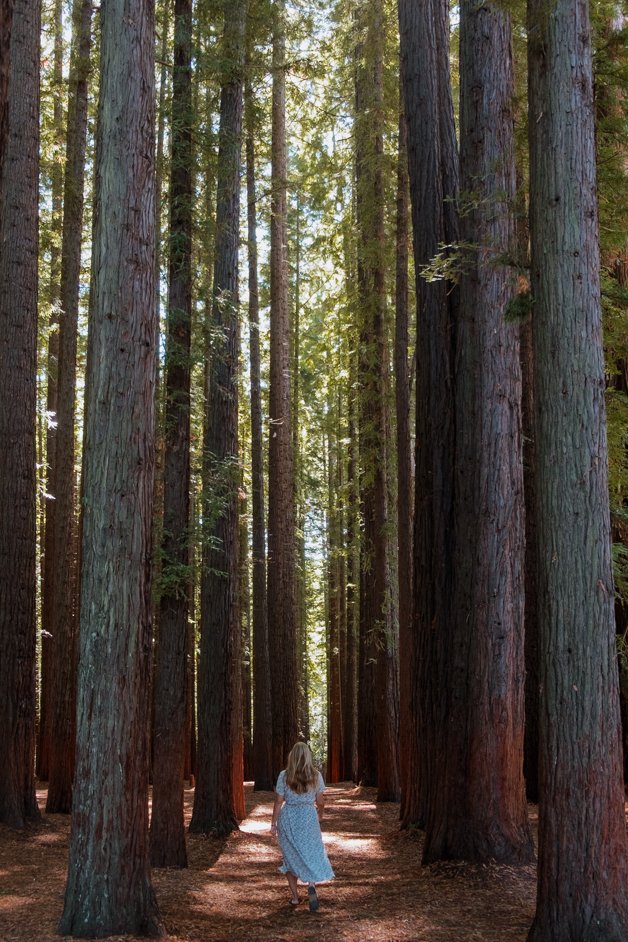 jana meerman dandenong ranges australia-25