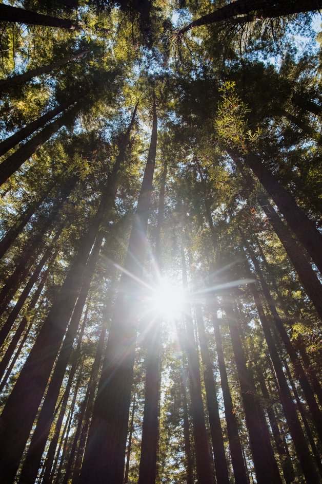 jana meerman dandenong ranges australia-25
