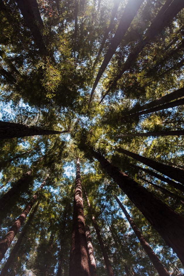 jana meerman dandenong ranges australia-25