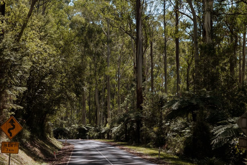 jana meerman dandenong ranges australia-34