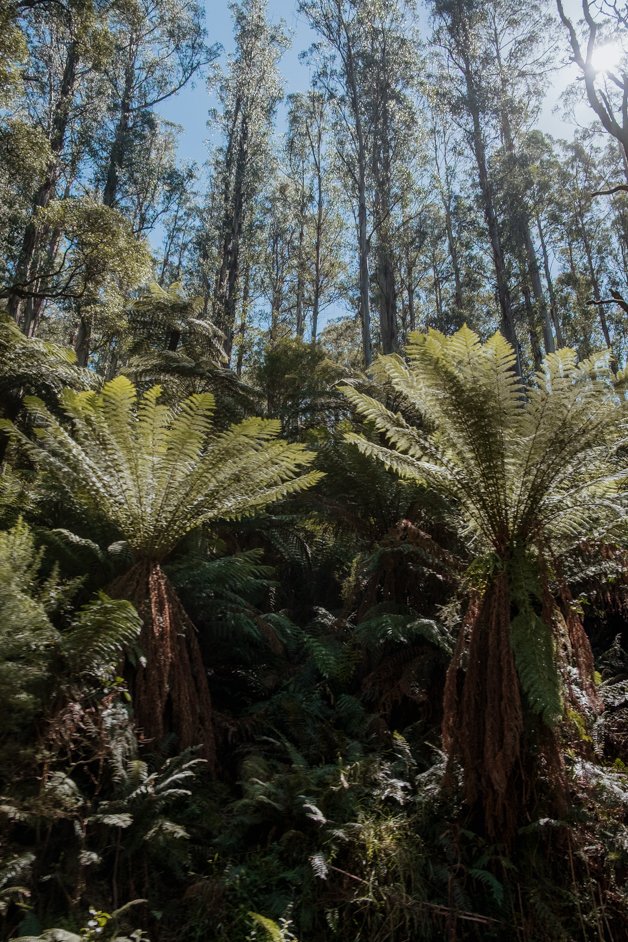 jana meerman dandenong ranges australia-35