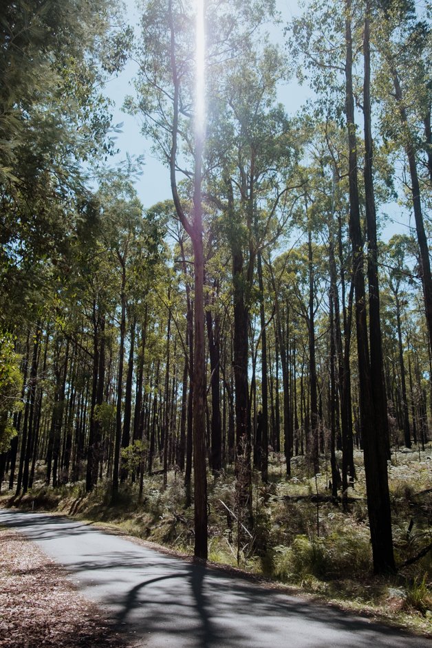 jana meerman dandenong ranges australia-35