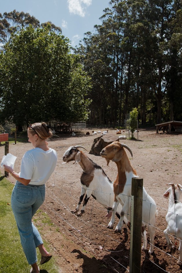 jana meerman denmark animal farm zoo australia-018