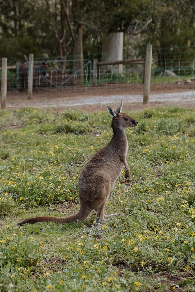 jana meerman denmark animal farm zoo australia-018