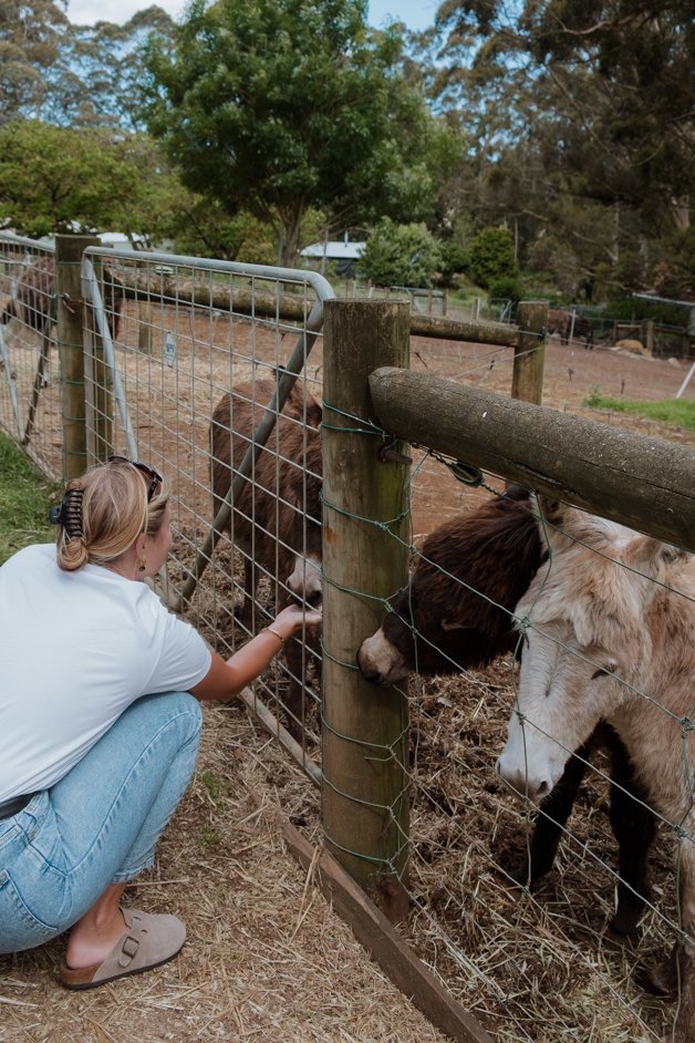 jana meerman denmark animal farm zoo australia-018