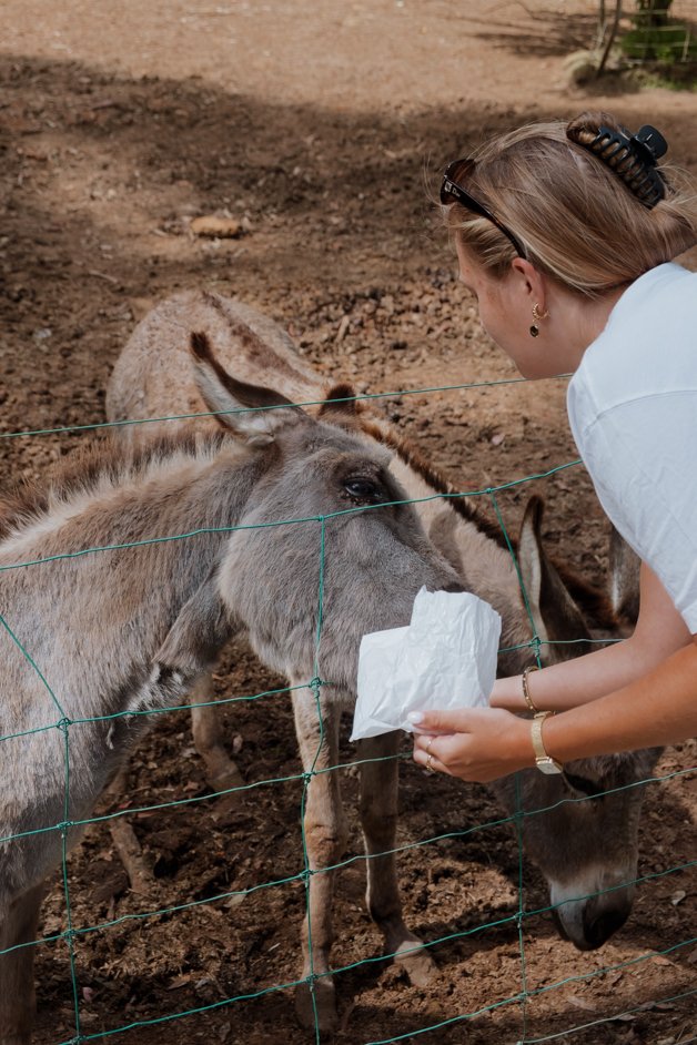 jana meerman denmark animal farm zoo australia-018