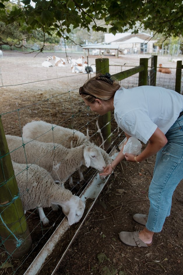 jana meerman denmark animal farm zoo australia-018