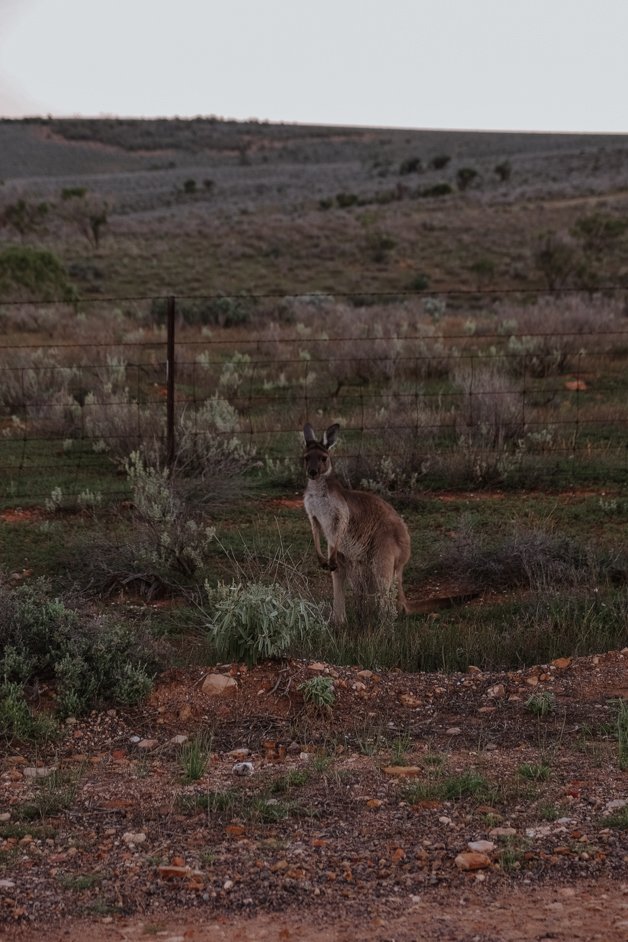 jana meerman fitzgerald bay camp australia-6