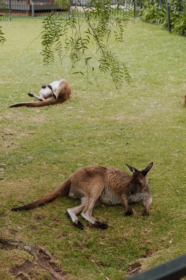 jana meerman glen forest animal park australia-145
