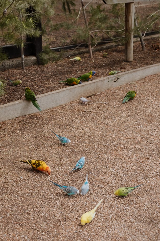 jana meerman glen forest animal park australia-145