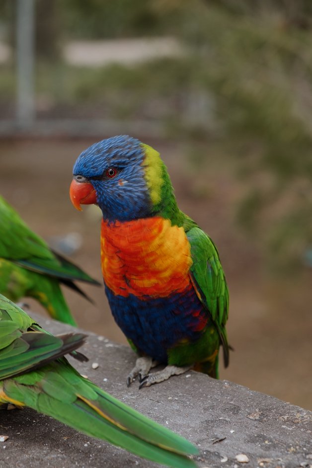jana meerman glen forest animal park australia-145
