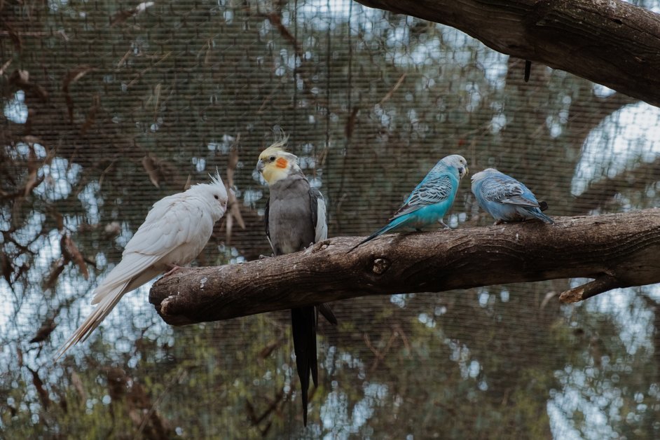 jana meerman glen forest animal park australia-145