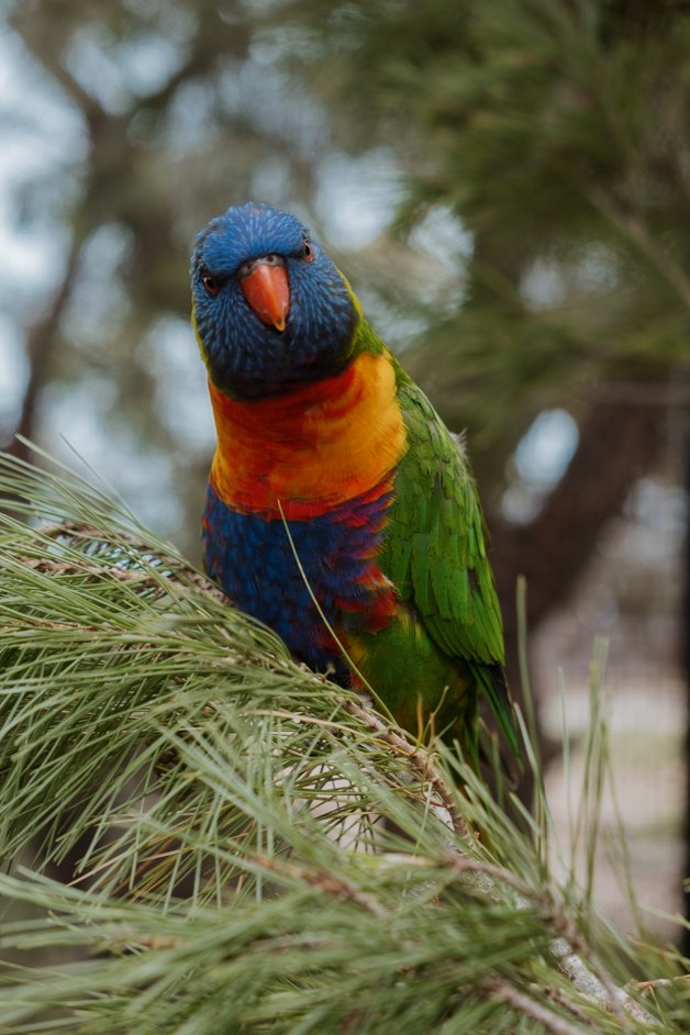 jana meerman glen forest animal park australia-145
