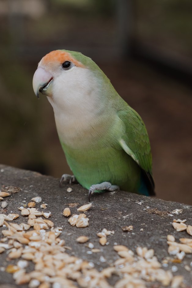 jana meerman glen forest animal park australia-145