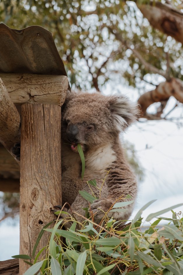 jana meerman glen forest animal park australia-145