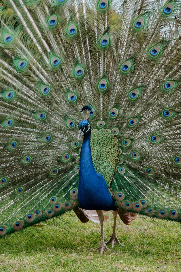 jana meerman glen forest animal park australia-145
