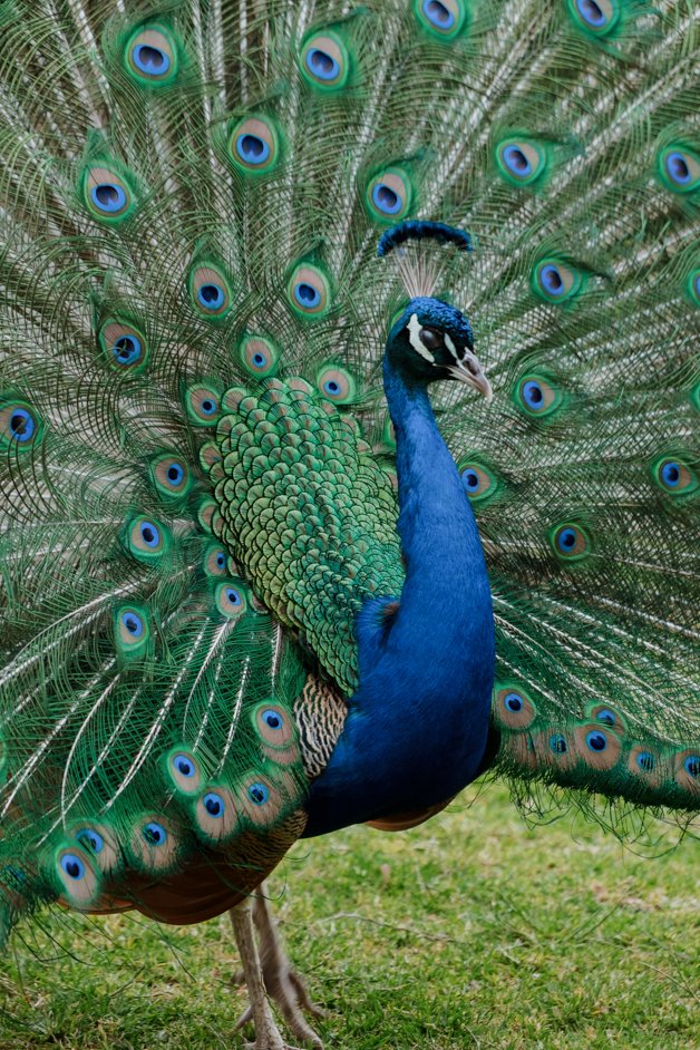 jana meerman glen forest animal park australia-145