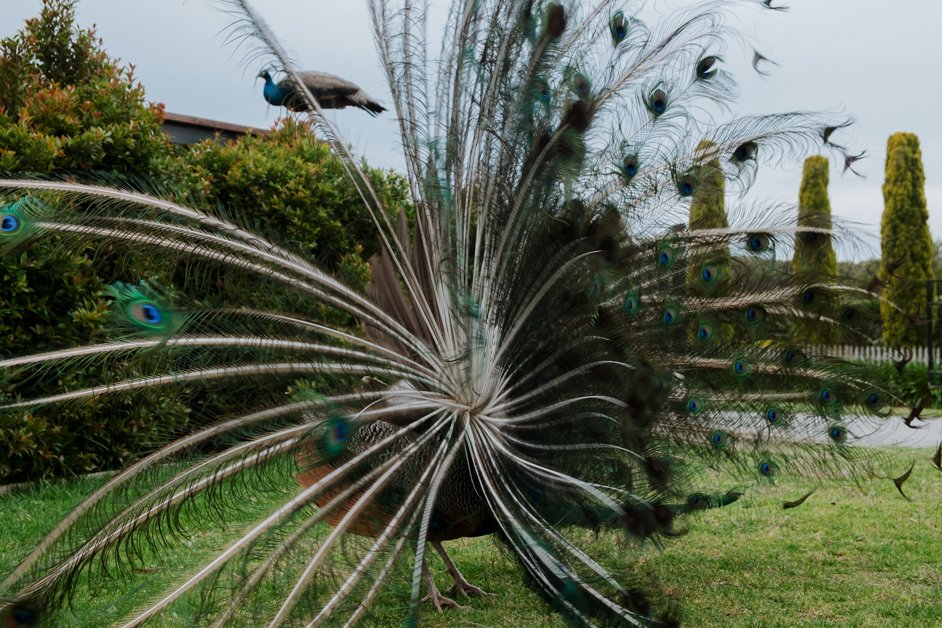 jana meerman glen forest animal park australia-145