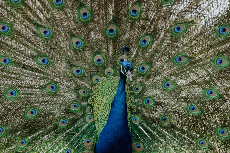 jana meerman glen forest animal park australia-145
