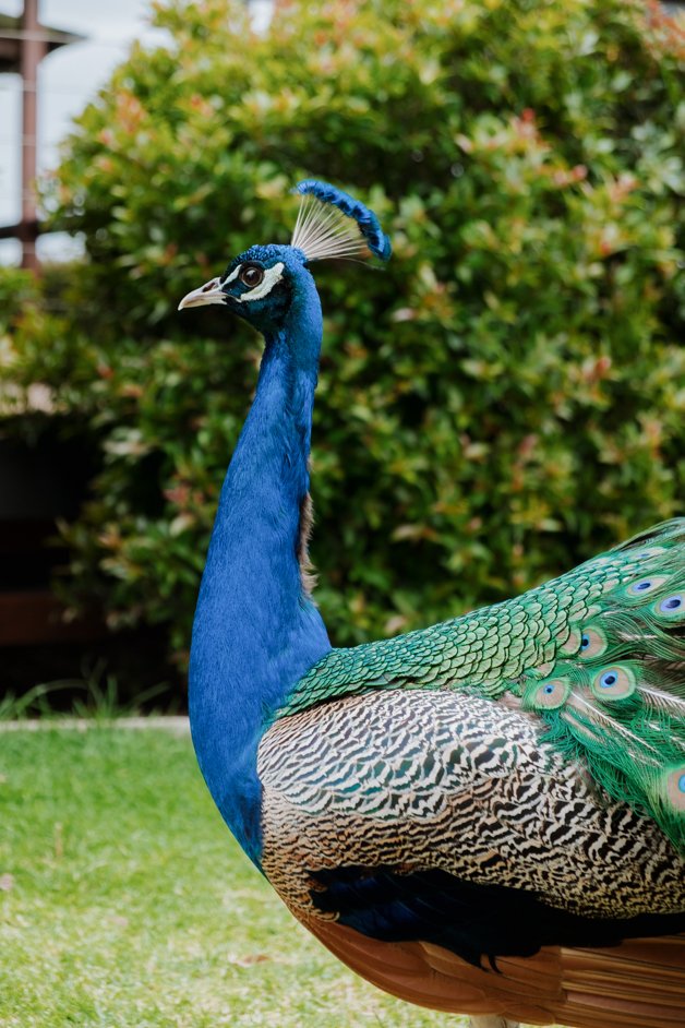 jana meerman glen forest animal park australia-145