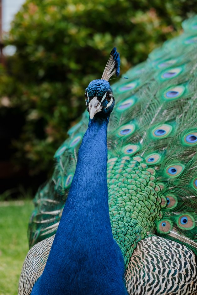 jana meerman glen forest animal park australia-145