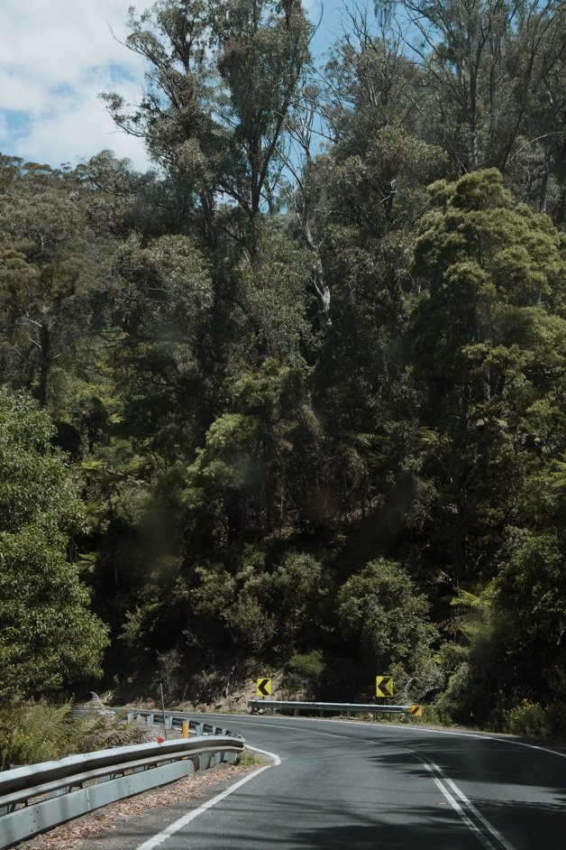 jana meerman glenbog state forest australia-1
