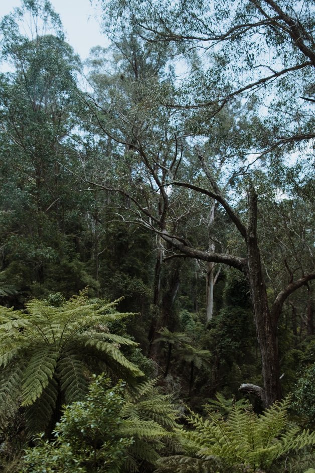 jana meerman glenbog state forest australia-1