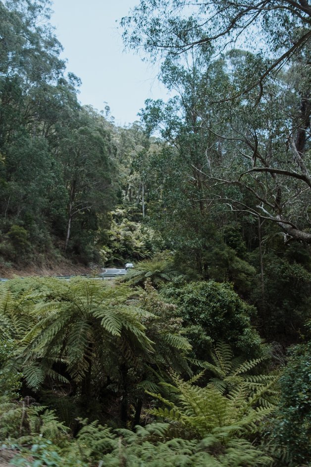 jana meerman glenbog state forest australia-1