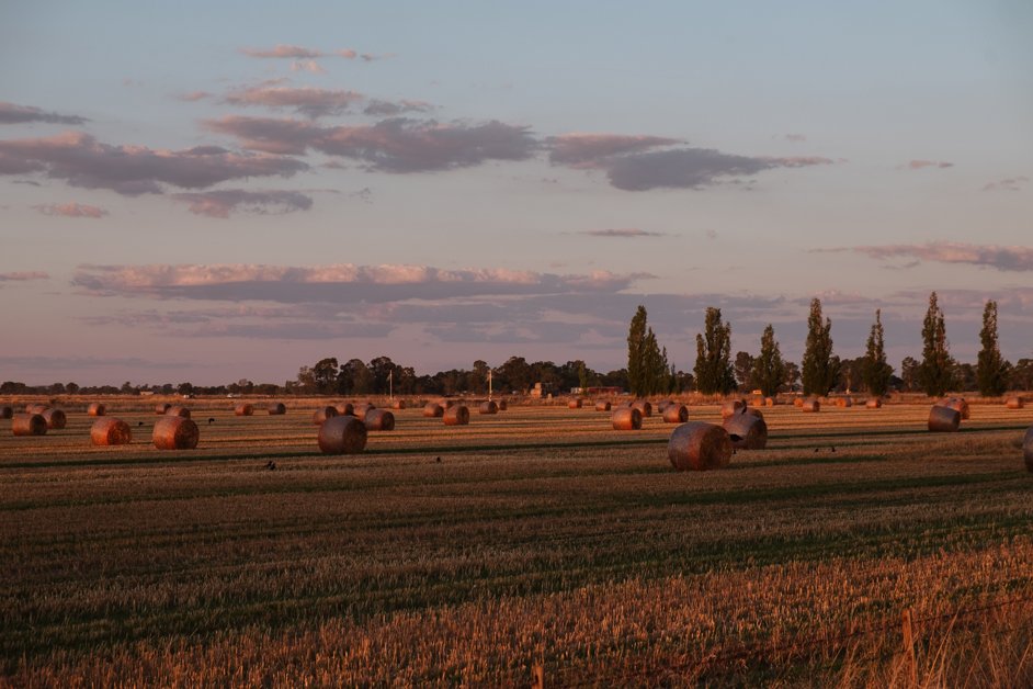 jana meerman hay field victoria sunset australia-1
