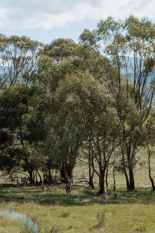 jana meerman kosciuszko national park alpine way australia-7